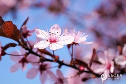 甲子日桃花|甲子日柱女命是真桃花嗎 甲子日女命的命運分析